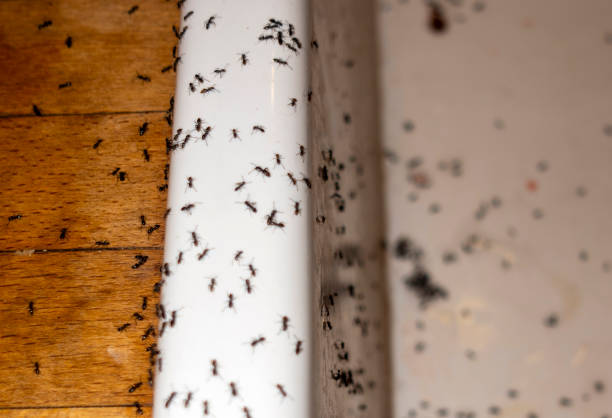 Wildlife Control Services in Randleman, NC